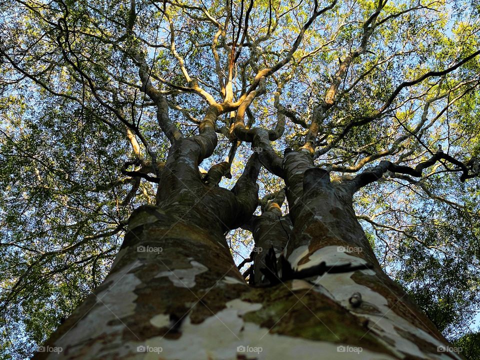 view from a big tree