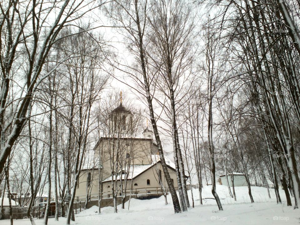 Winter, Snow, Tree, Wood, Cold