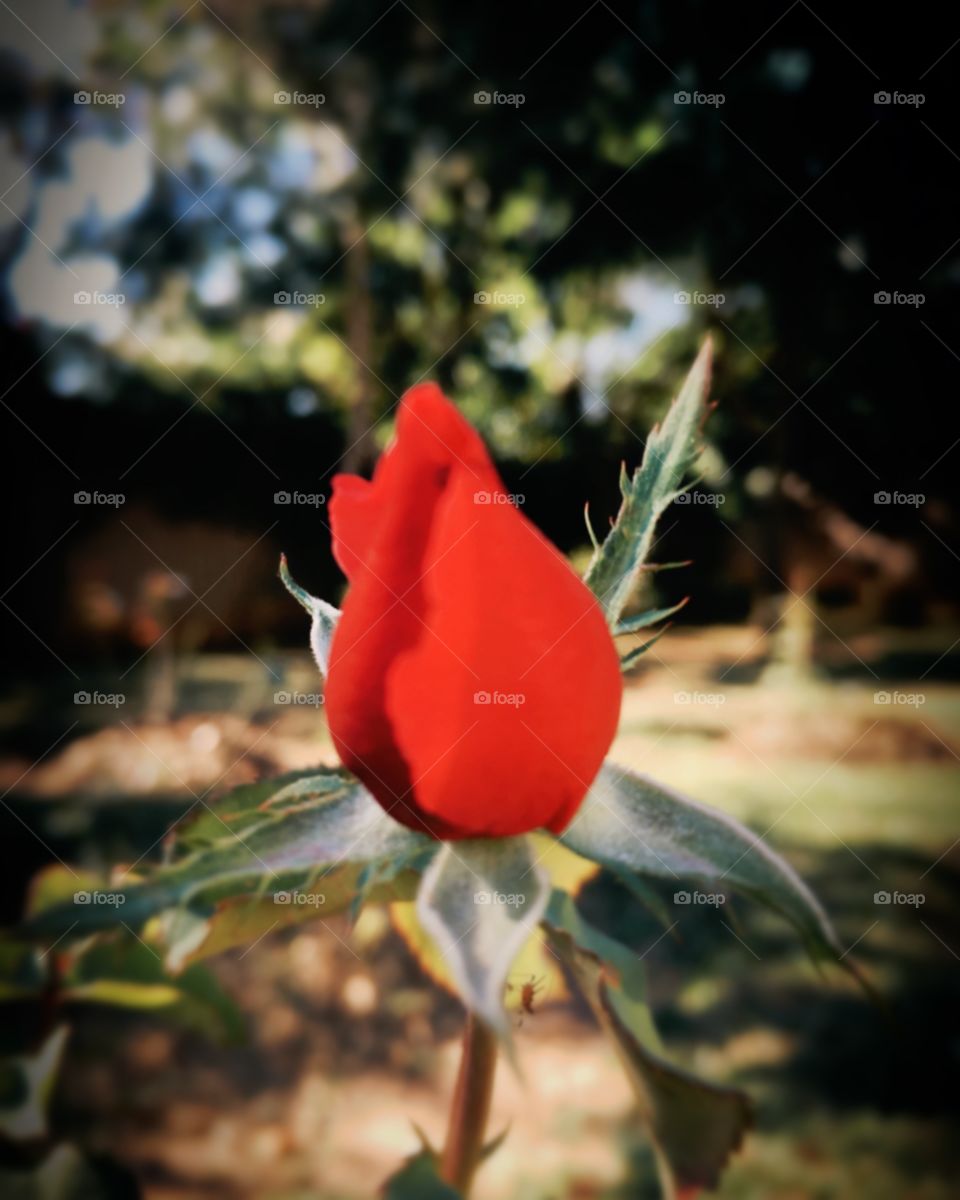 🇺🇸 The focus is on red!  And the beauty of this rosebud in the garden? Cheer the nature! / 🇧🇷 O foco é no vermelho! E a beleza deste botão de rosa em meio ao jardim? Viva a natureza!