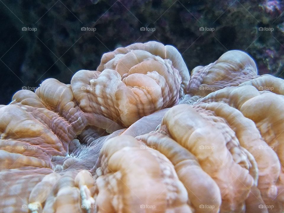 Closeup of coral