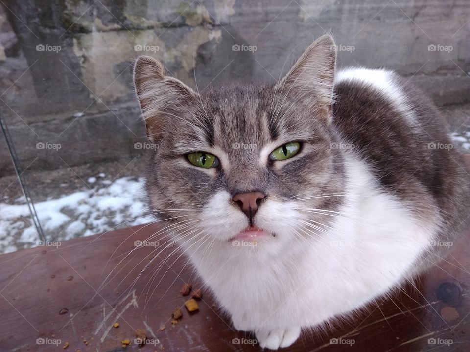 Street cat with beautiful eyes