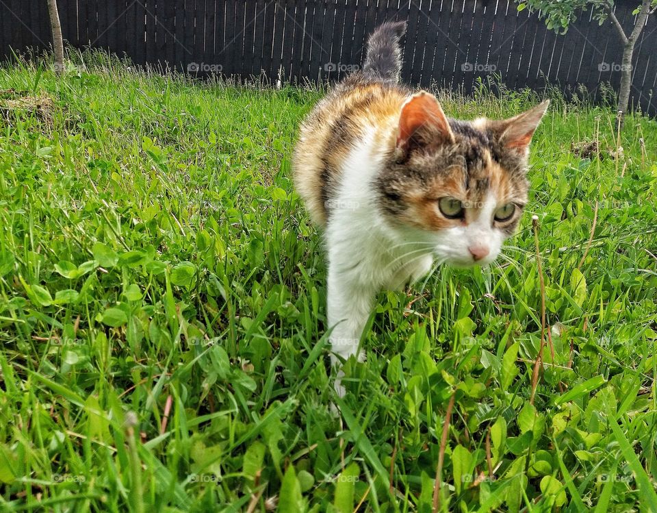 cat in the grass