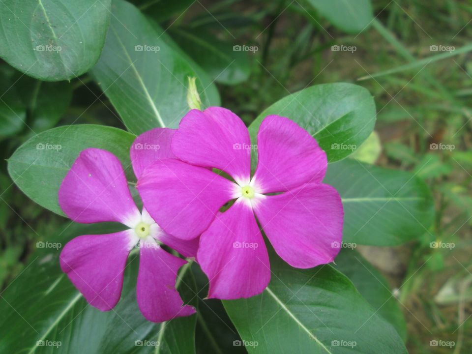 Purple twin flower from borneo west kalimantan
