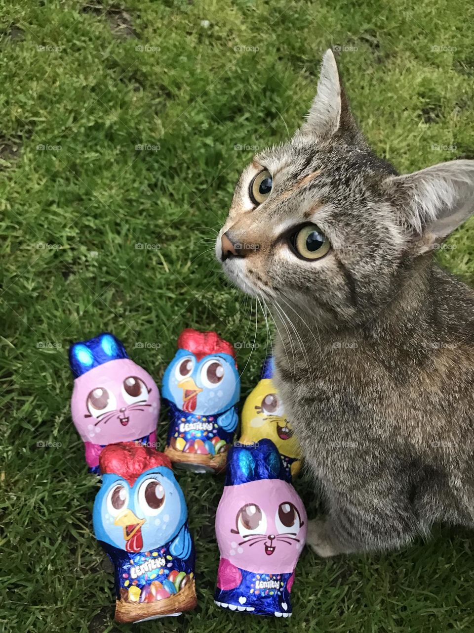 Easter chocolate and cat