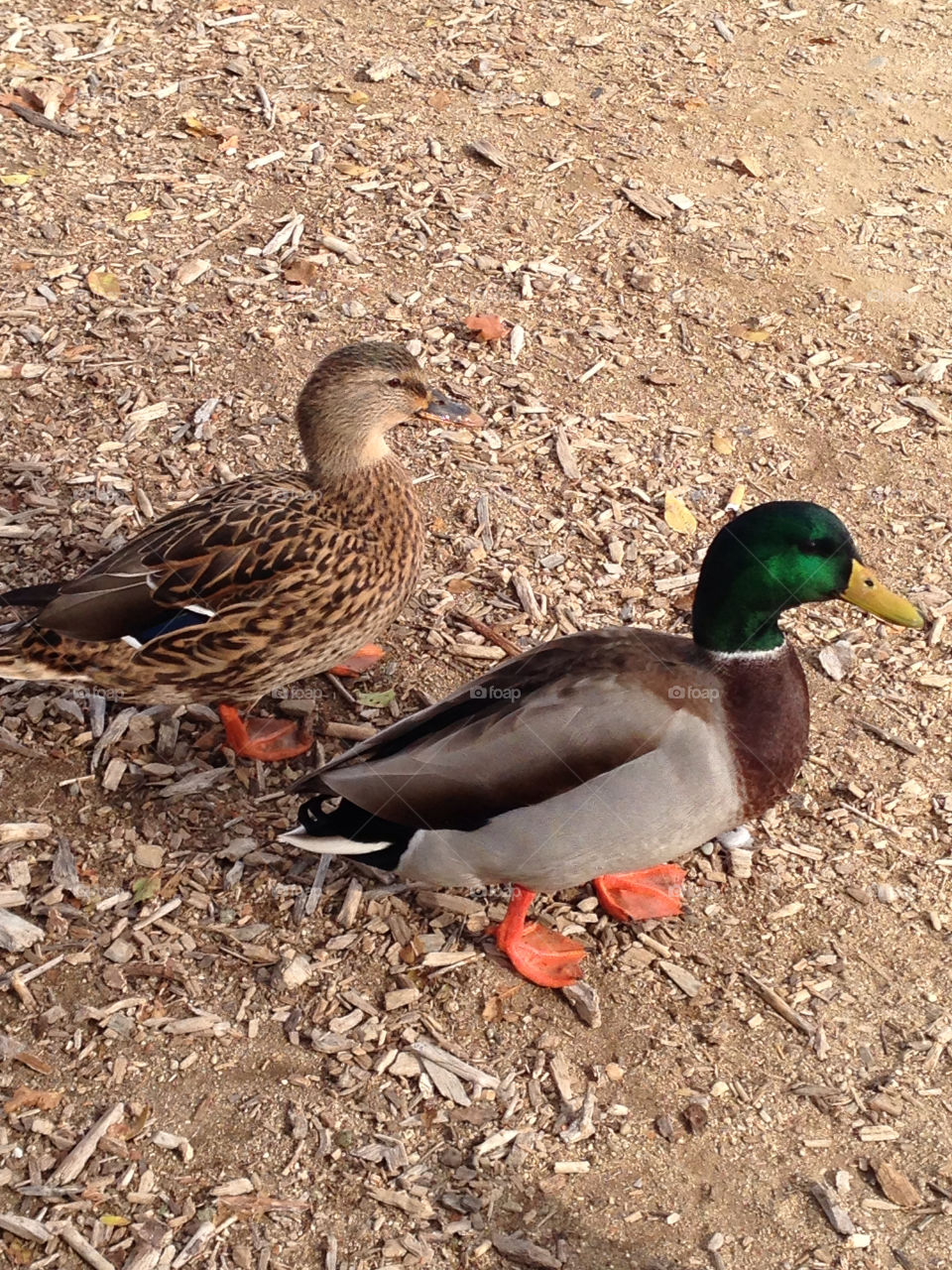 reno ducks pair together by melody