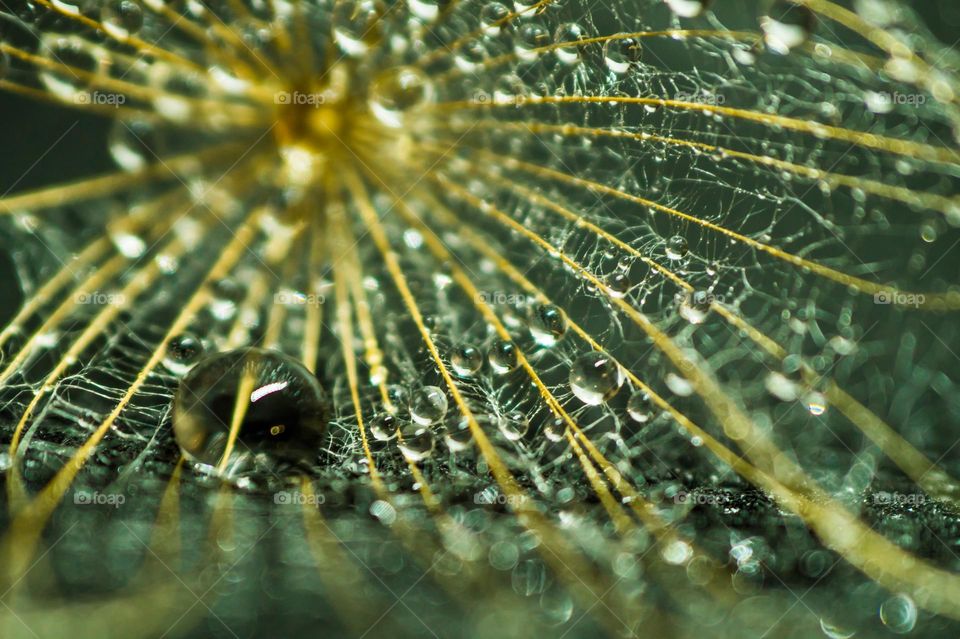 Dew drop on a dandelion close-up.