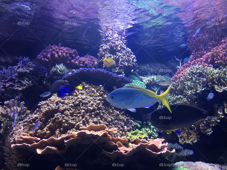Saltwater aquarium, including corals and a blue tang (aka. Dory).