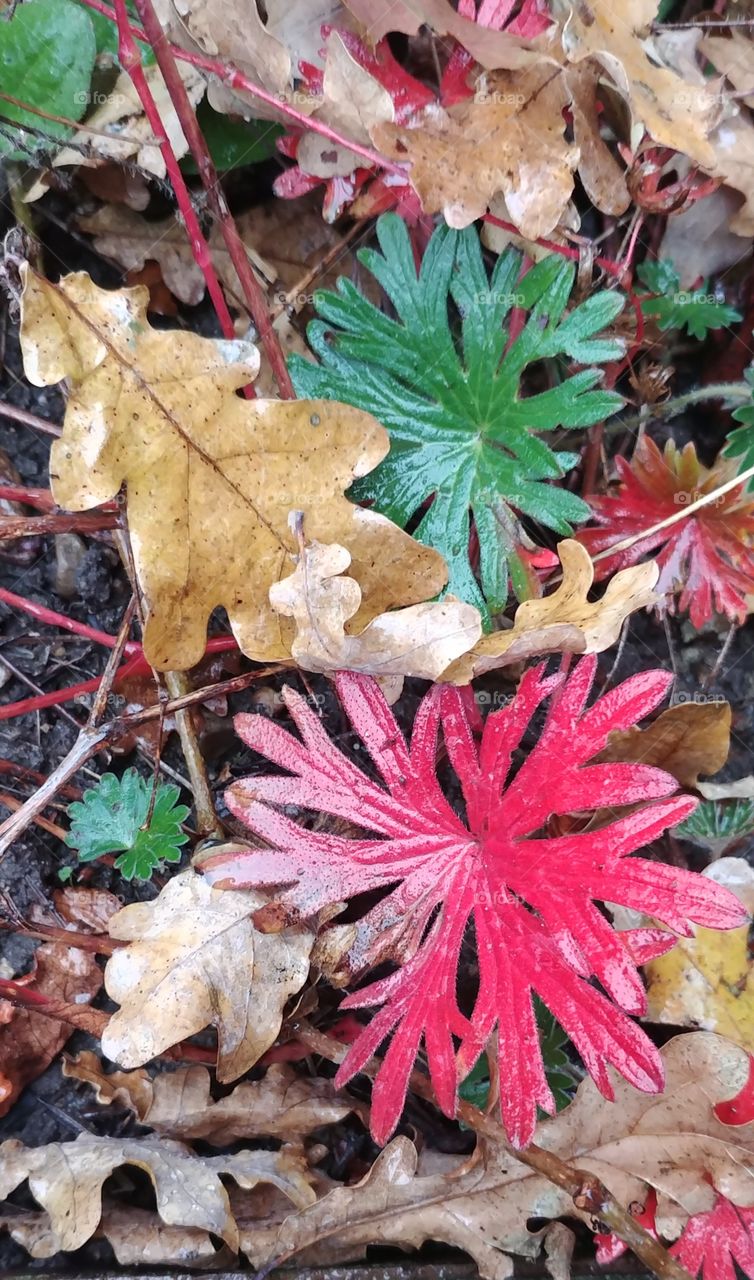 herbst autumn Blätter bunt red rot green grün