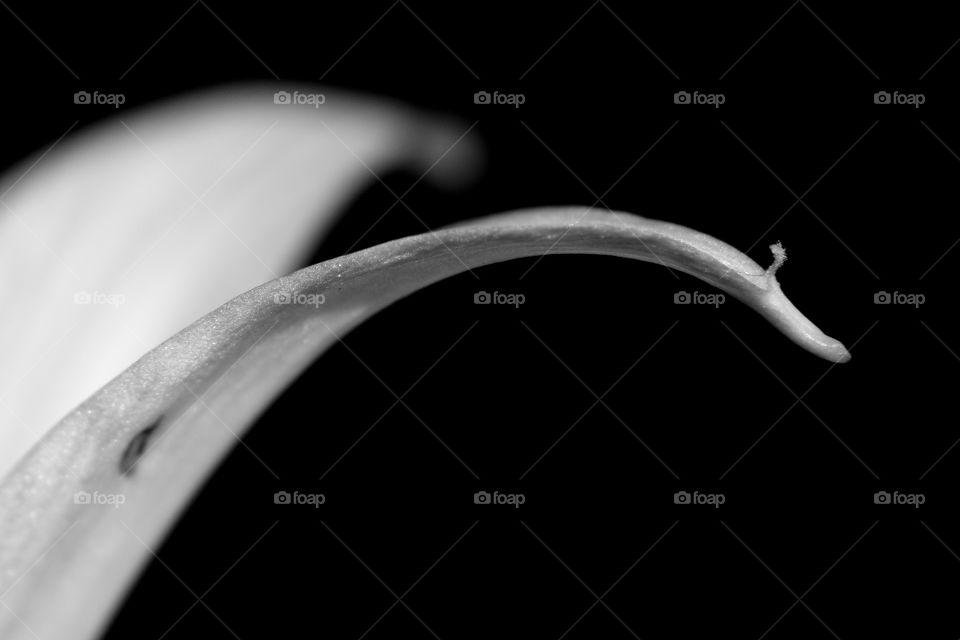 Blade of grass against black background