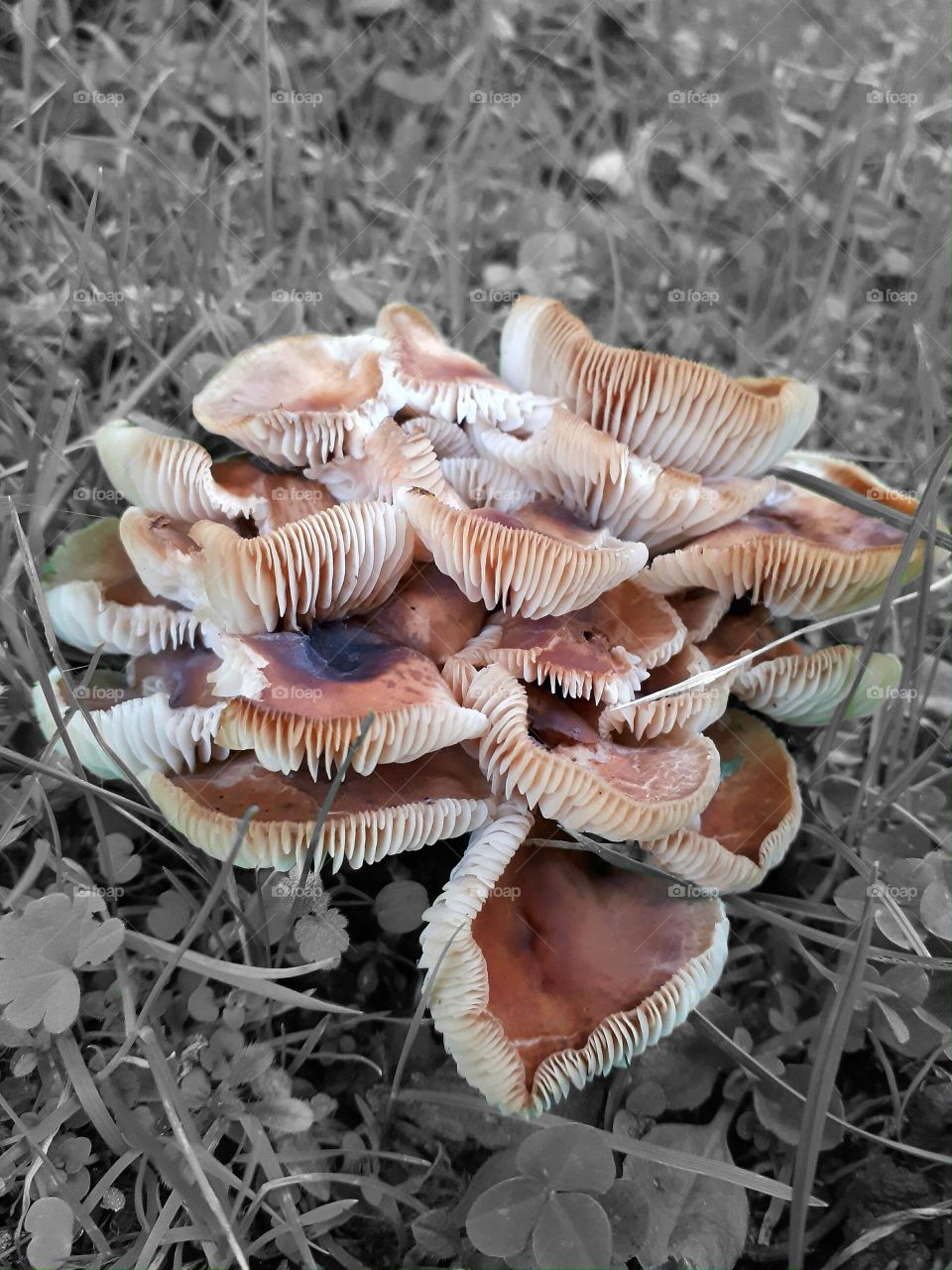 Brown mushrooms grow from grass