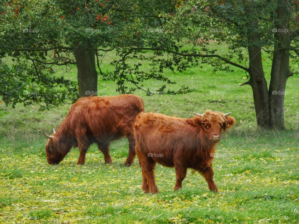 West Highland cattle on meadow