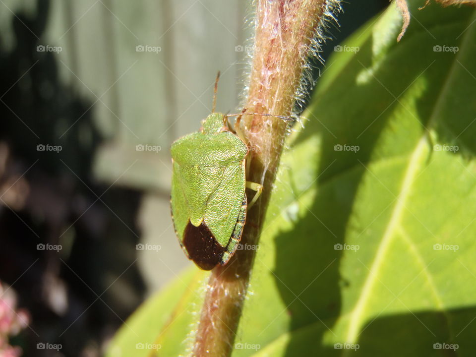 Don't touch the stink bug!