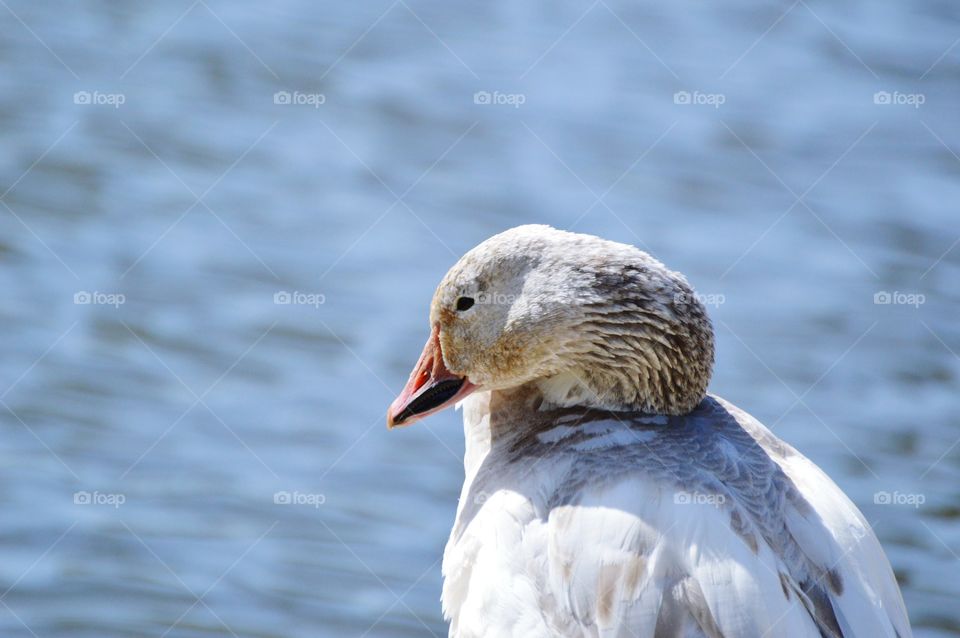 close up of a water bird preening its feathers at the edge of a duck pond
