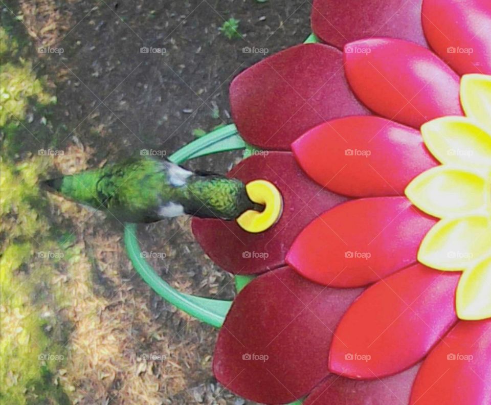 Overhead shot of hummingbird feeding at moment of long beak put in to petal of feeder and ground below.