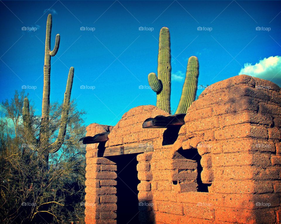 phoenix hot sun cactus by stevehardley7