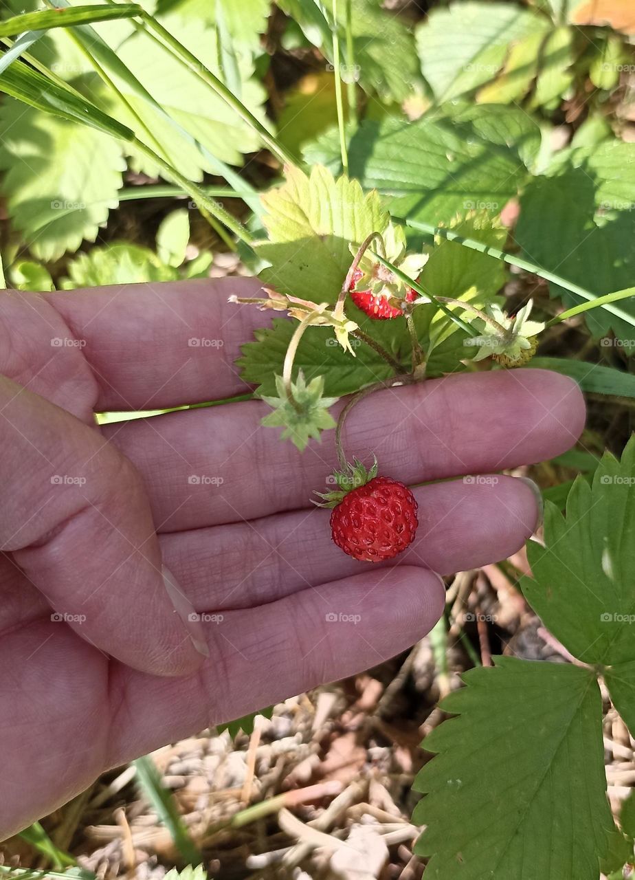 berries summer tasty healthy food, mobile photography