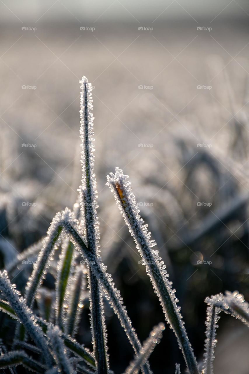 Frosted Grass on a Winter Morning