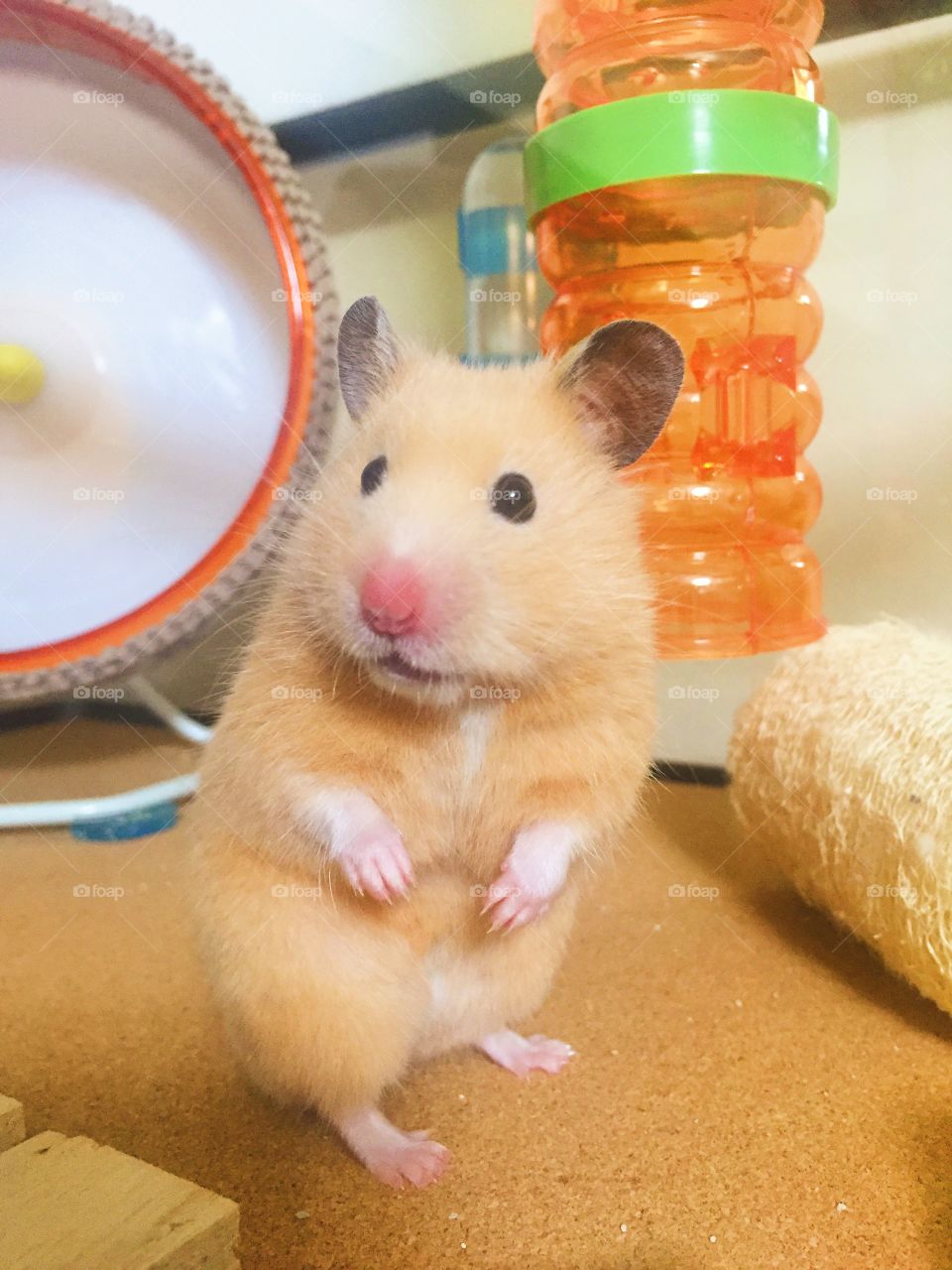 Close-up of golden hamster