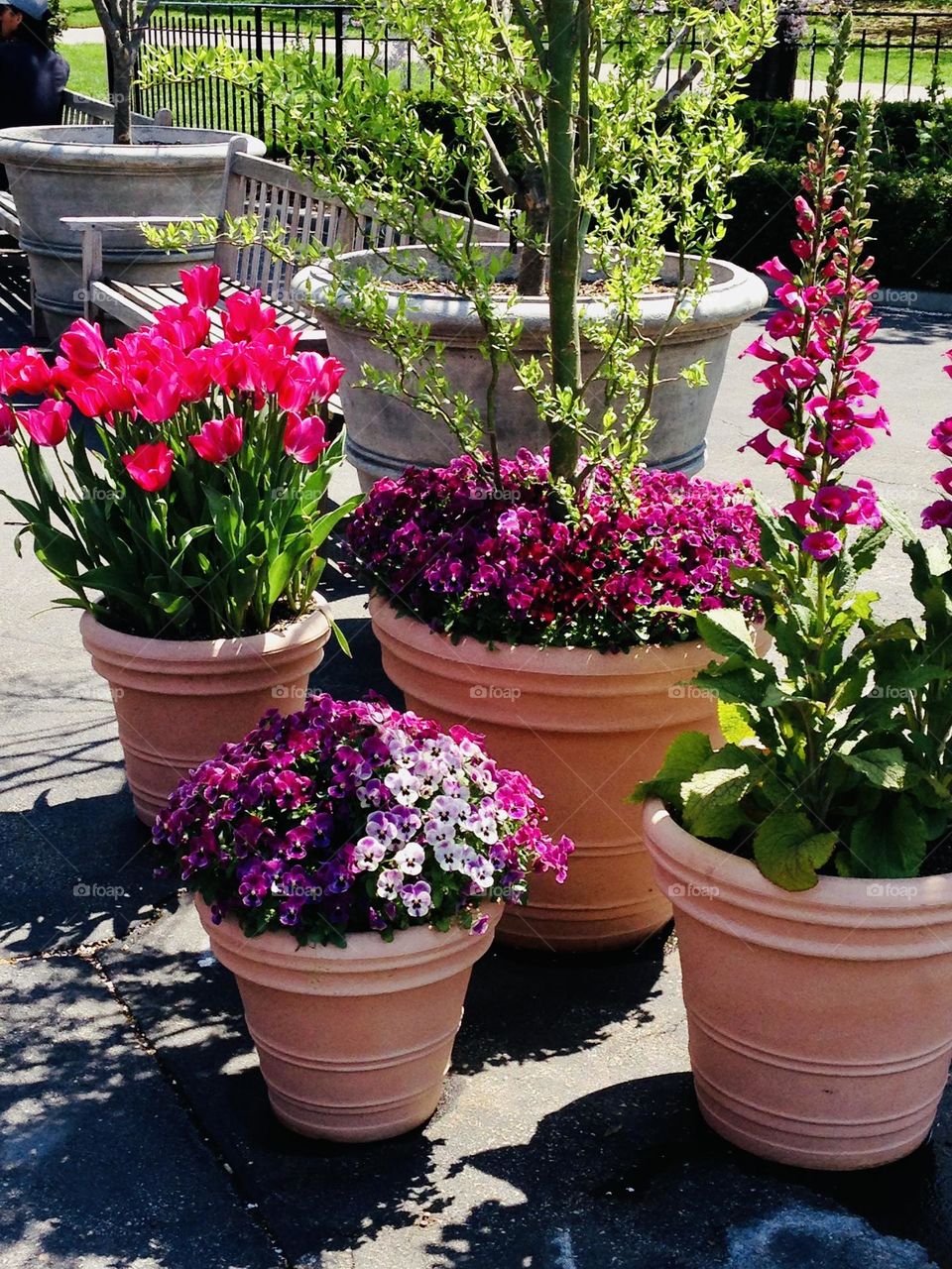 Spring flowers in clay pots all vibrant and colorful and beautiful. 