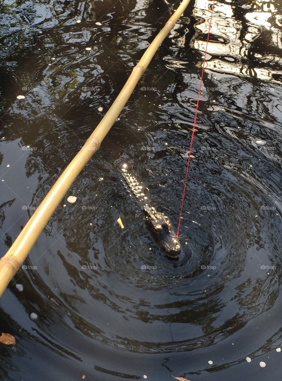 Gator fishing