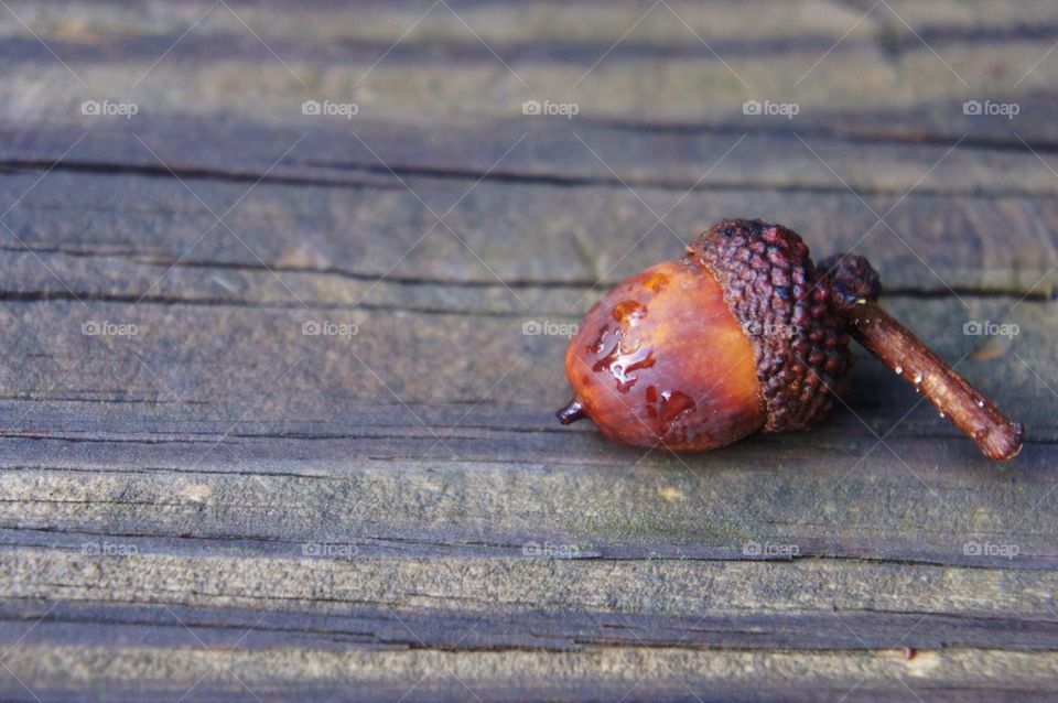 Close-up of acorn on wood