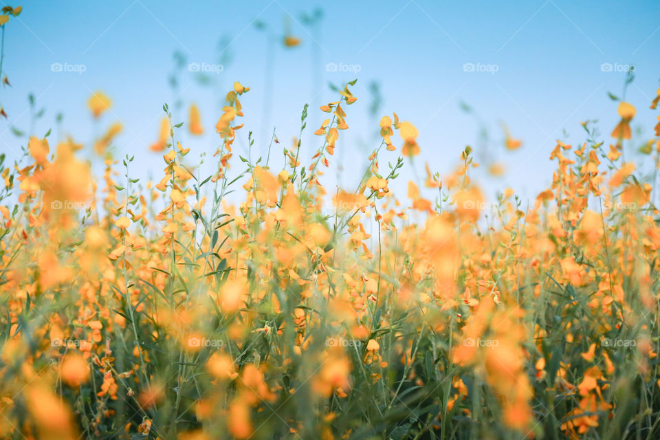 Flower field in natural tone.