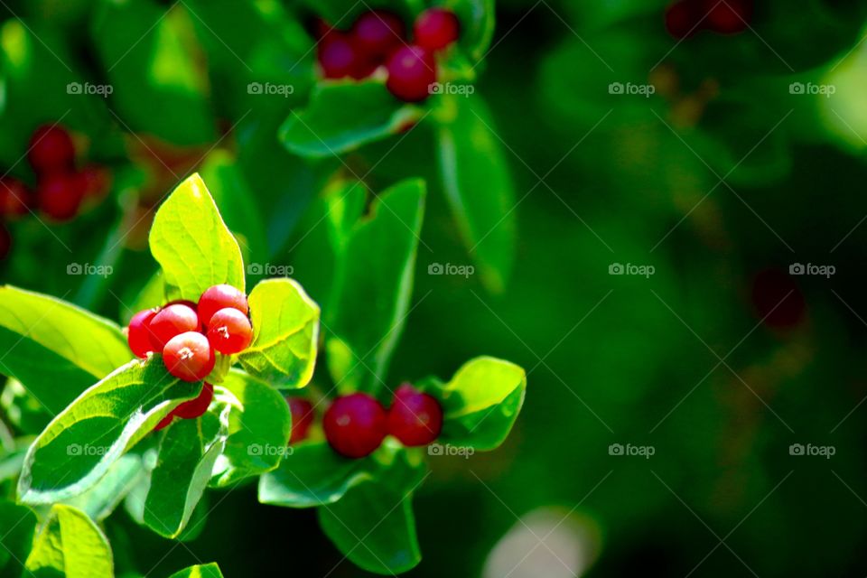 Red berries on the vine