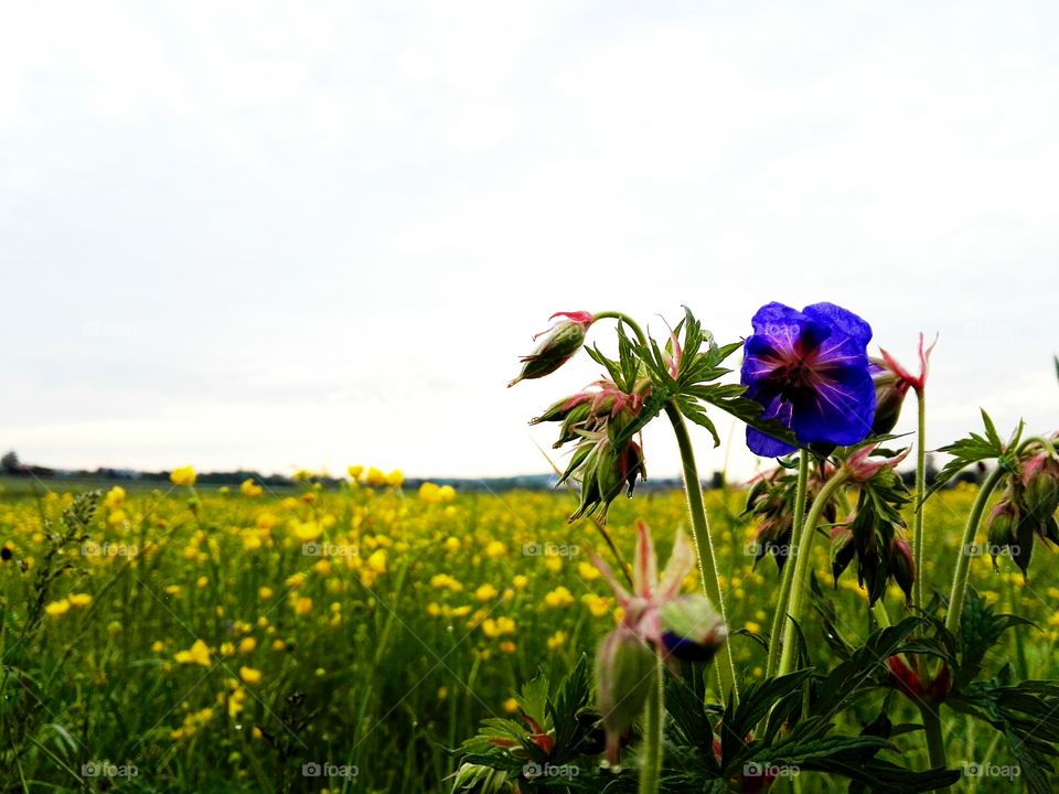 Early in the morning, field of spring flowers