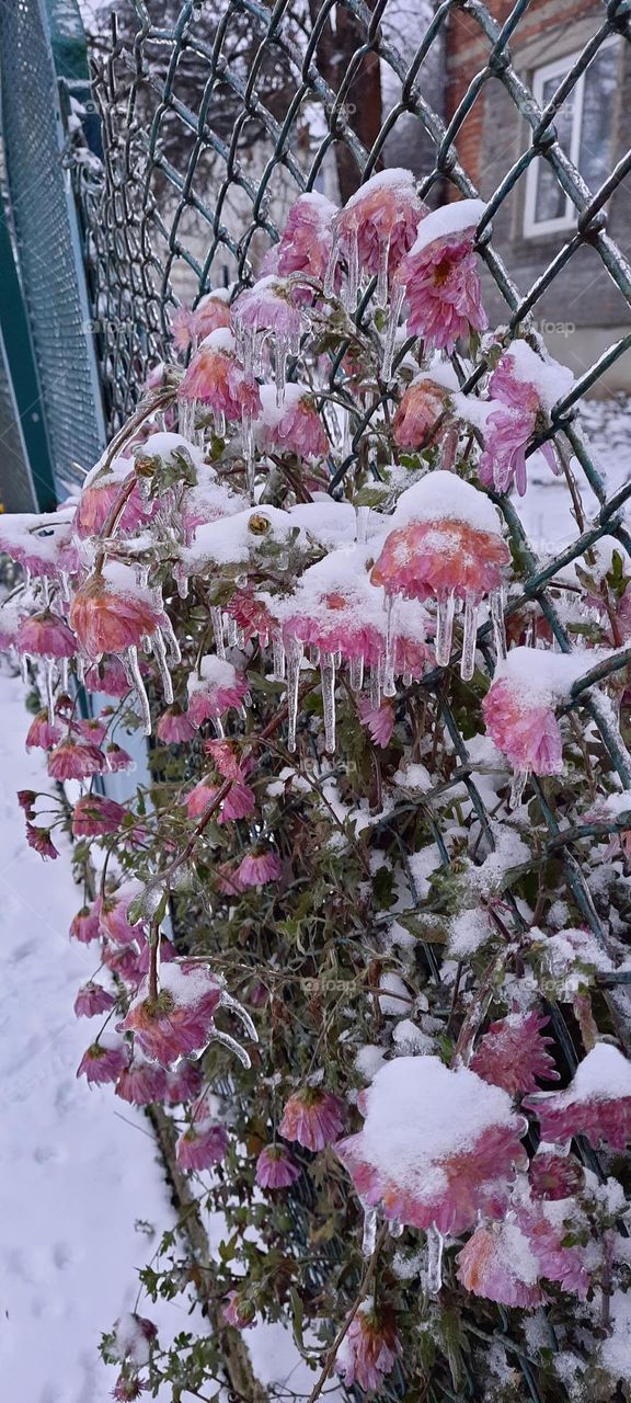Ice flowers