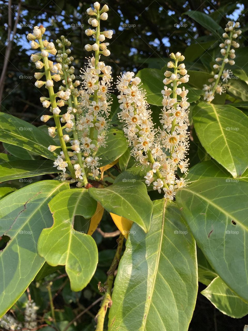 Spring in the garden