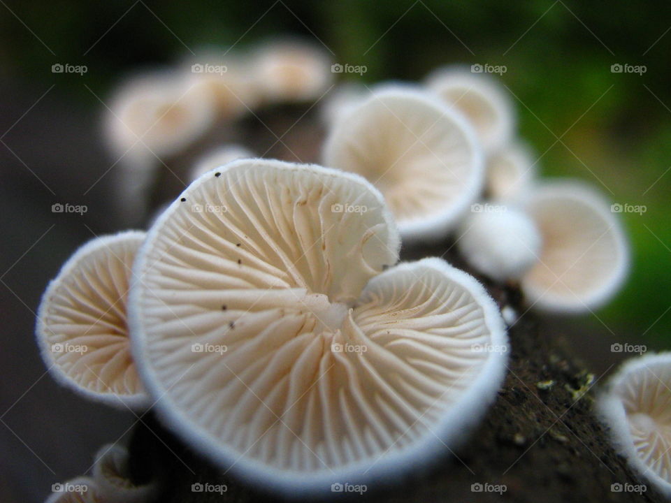 White mushrooms. The Shining 