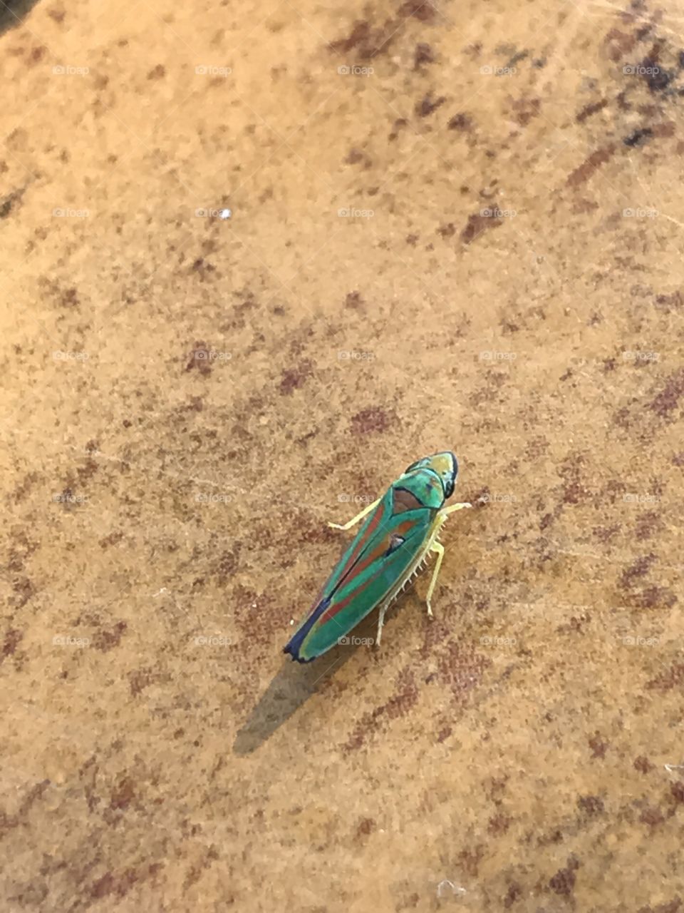 A green little insect with no name