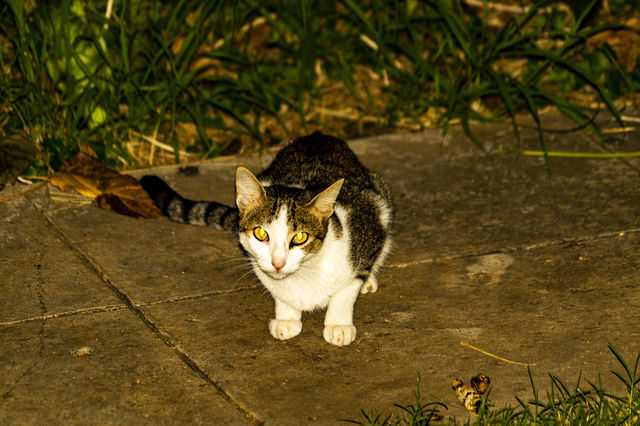 El gato