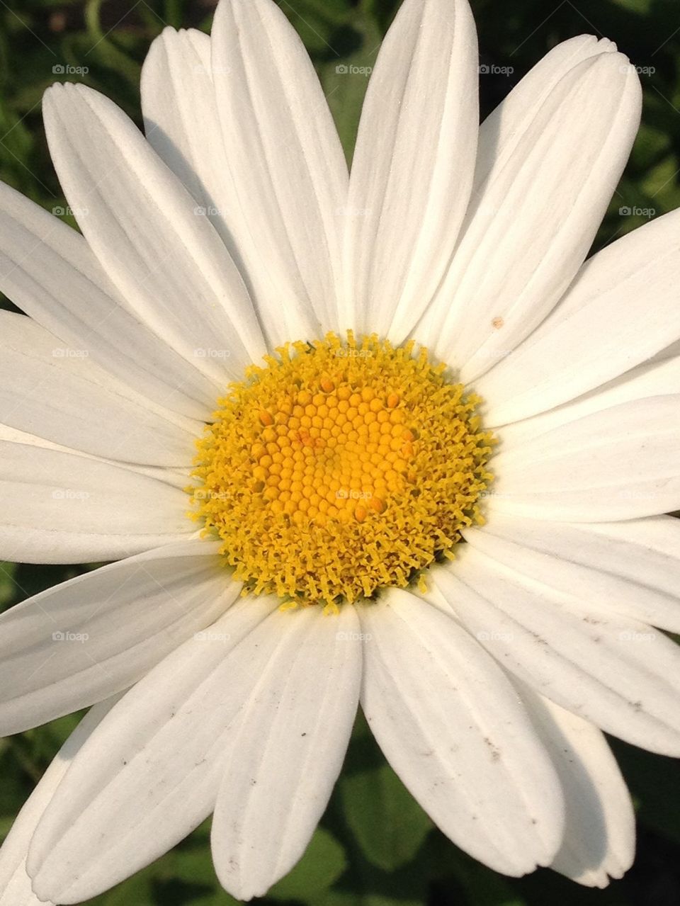 Up close and personal with Daisy