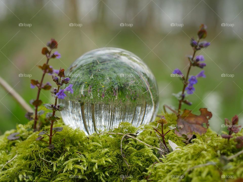 Forest reflection in lensball