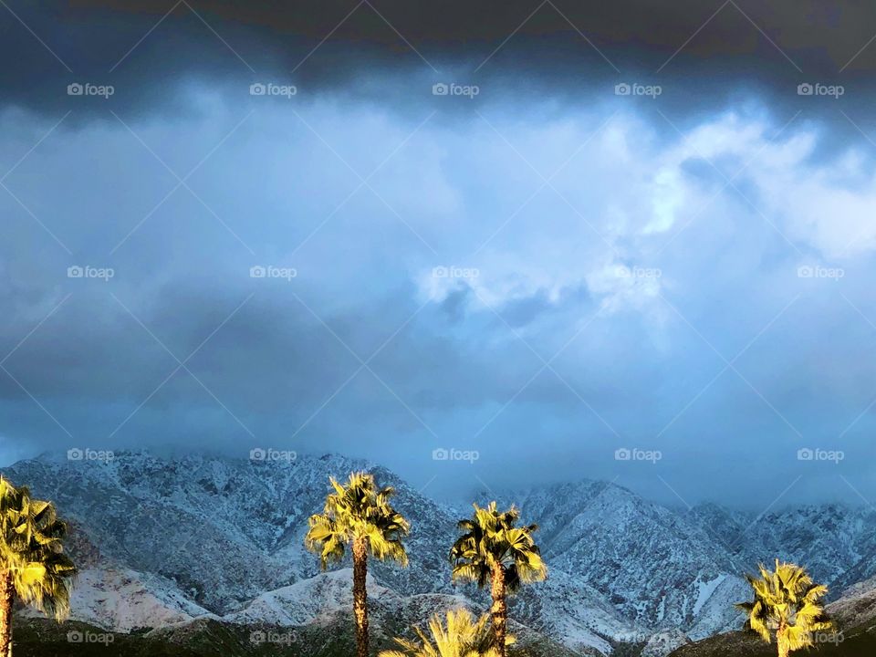 Palms & Mountains 