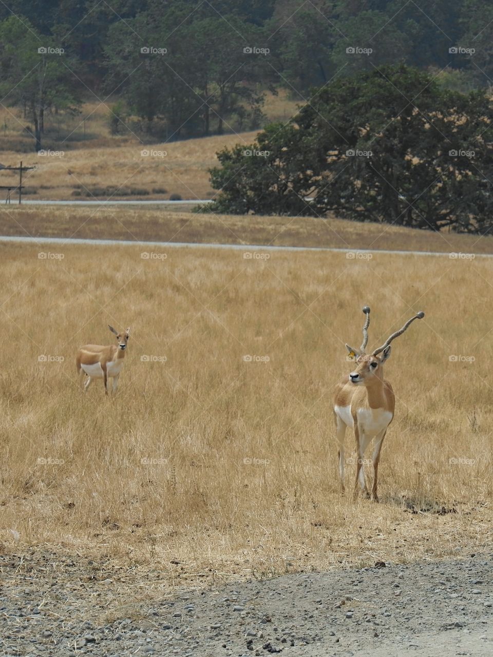 Pair of antelope standing in a field at the Wildlife Safari in Southern Oregon. 