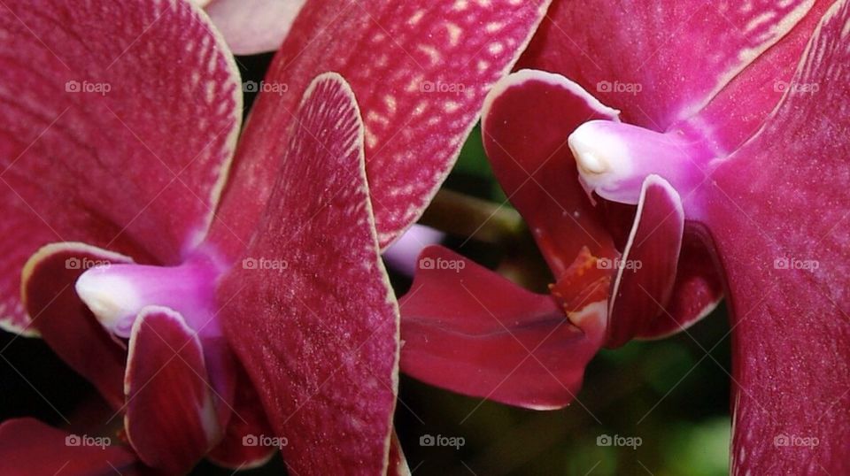 Flower Closeup