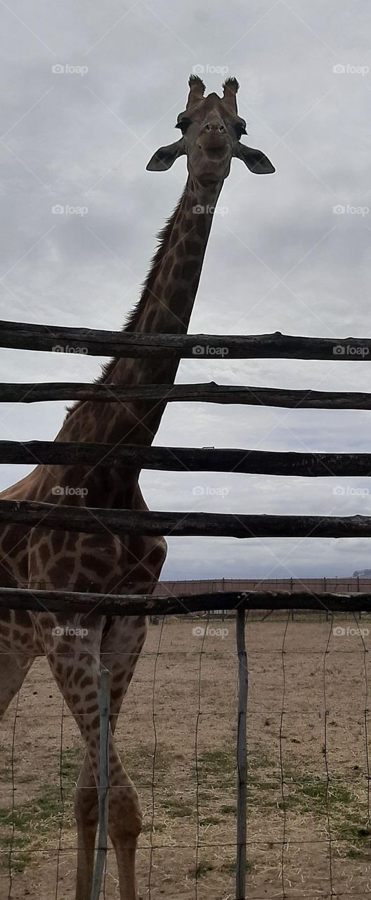 Curious Giraffe