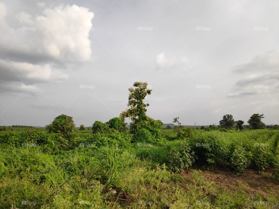 a image of agriculture fields
