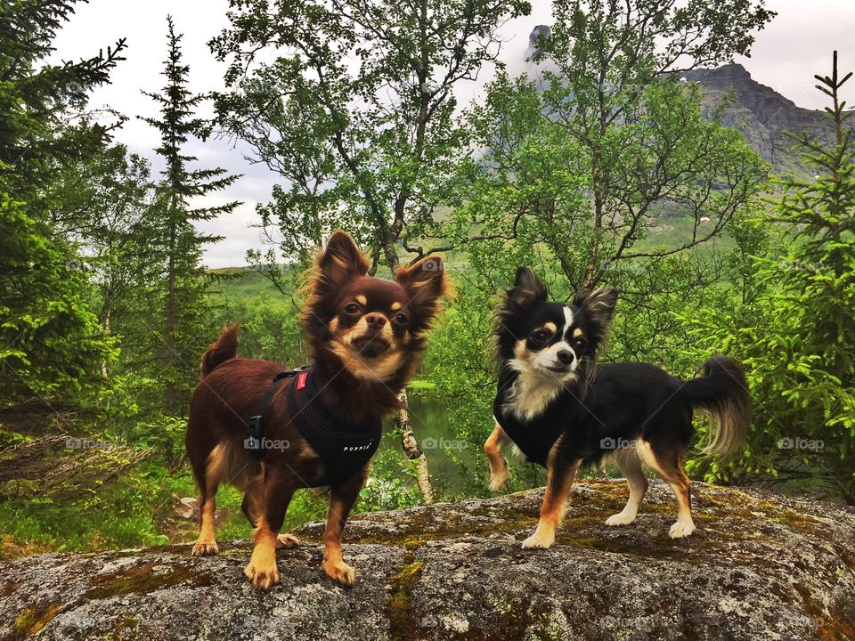 Small Hopes Kennel. 
Chihuahua. 
Narvik, Norway.  