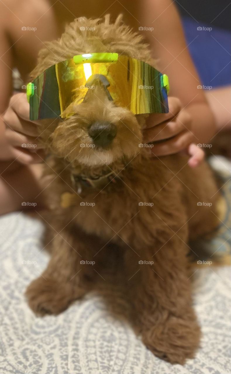 Super cool miniature golden doodle sporting a pair of sport sunglasses.  