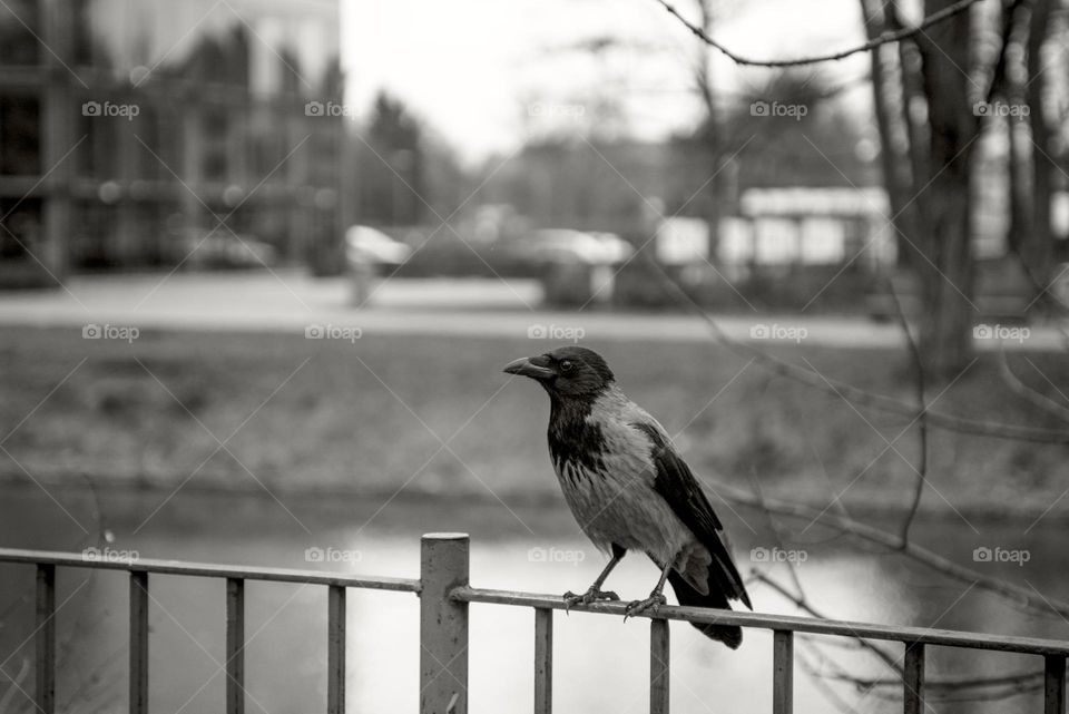 Raven close up.  Wroclaw, Poland