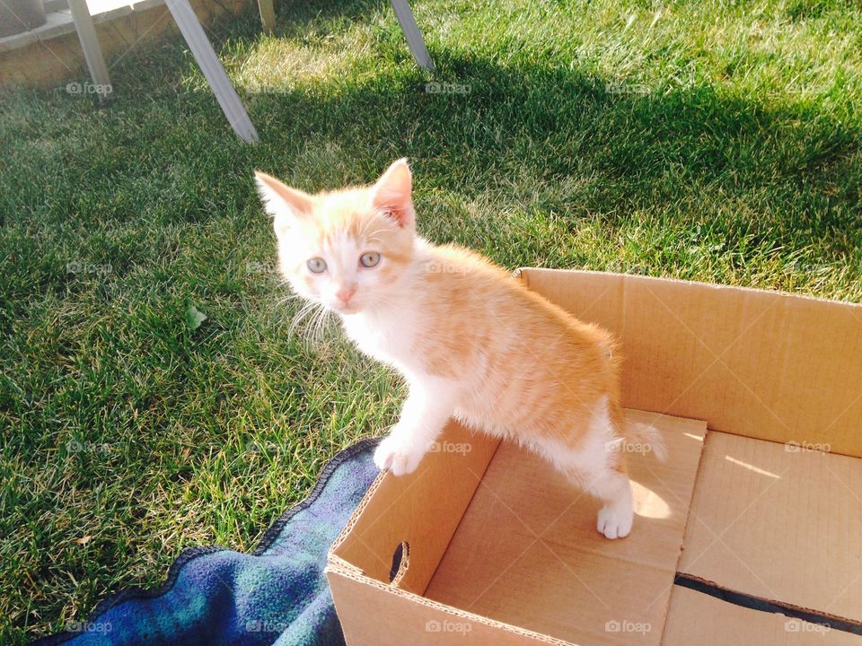 Cat sitting in cardboard box