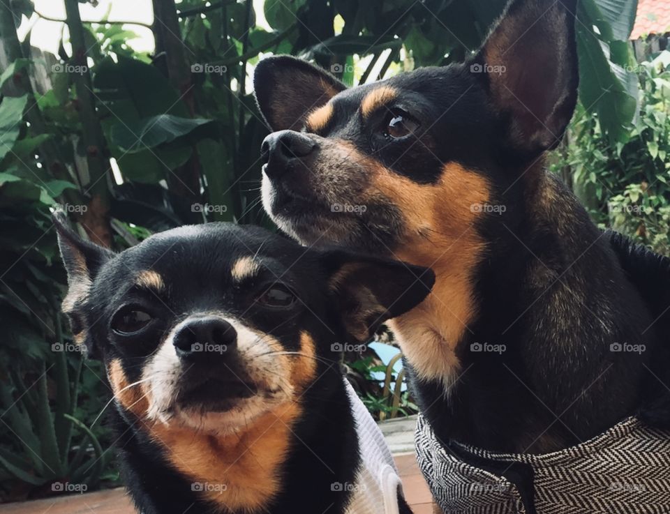 Chihuahuas cariños 