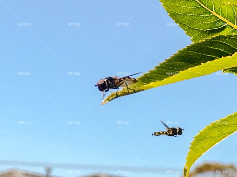 Bee on a leaf and bee flying against clear blue sky
