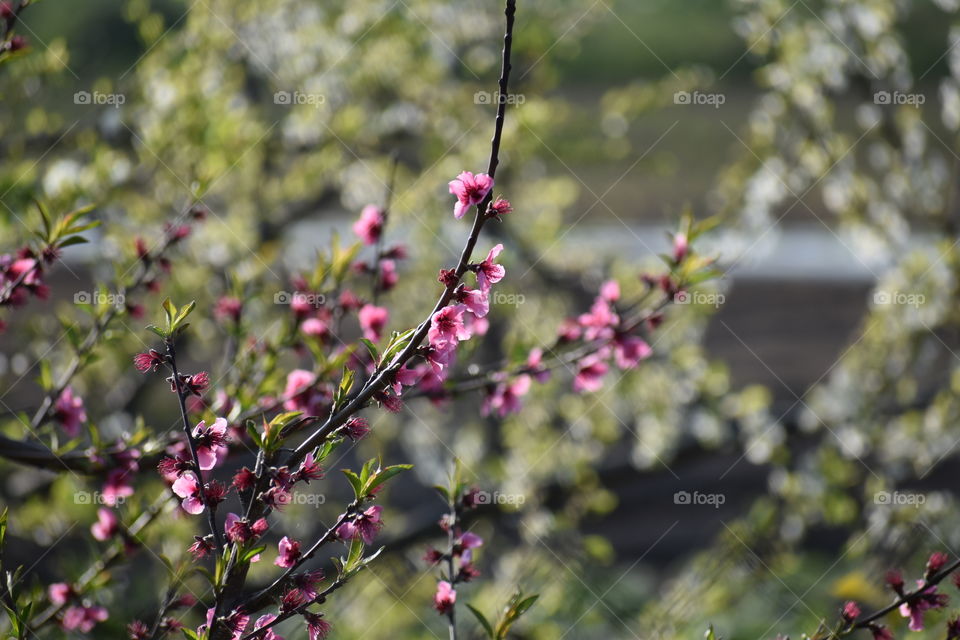 Flowering tree in spring
