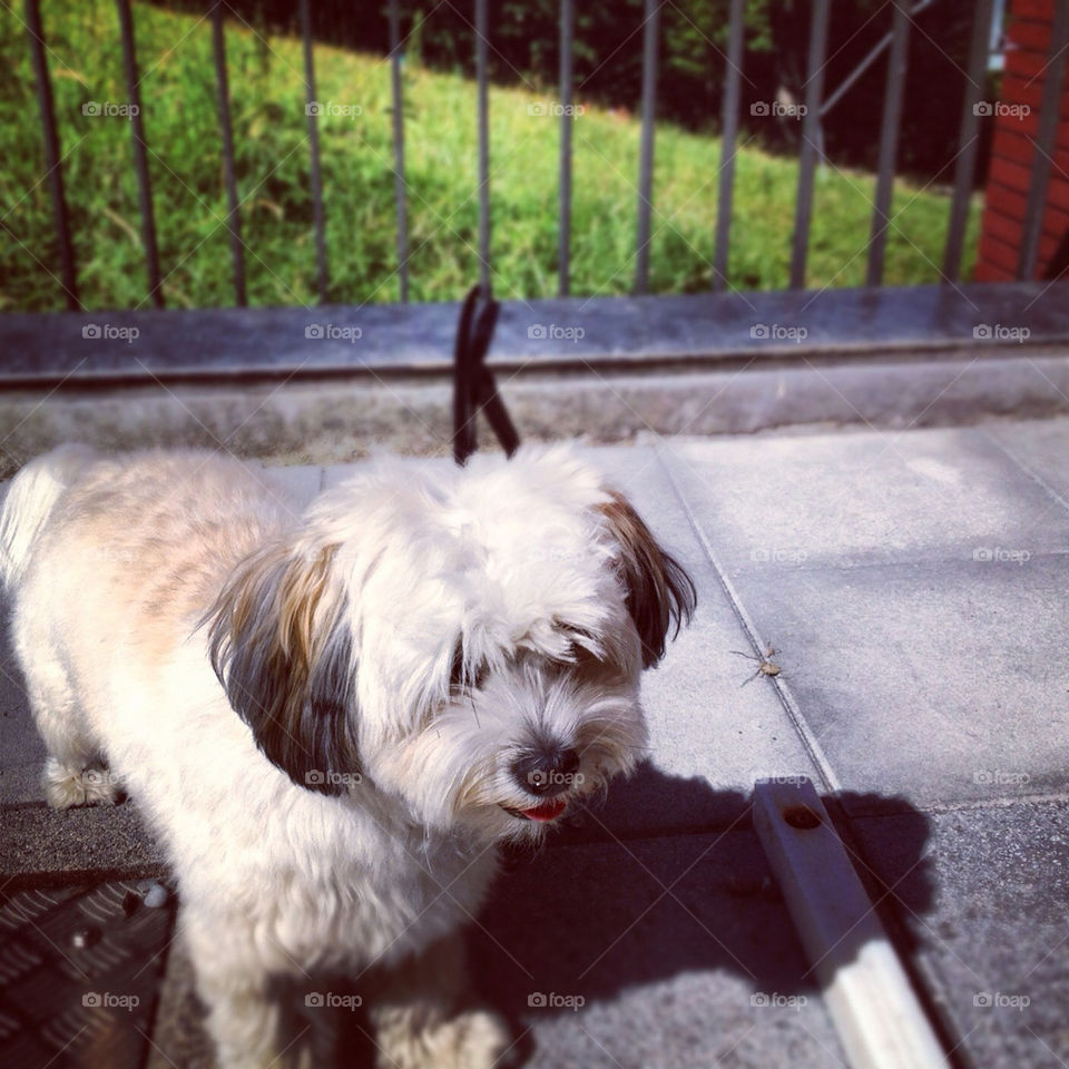 field grass dog animal by muffty12