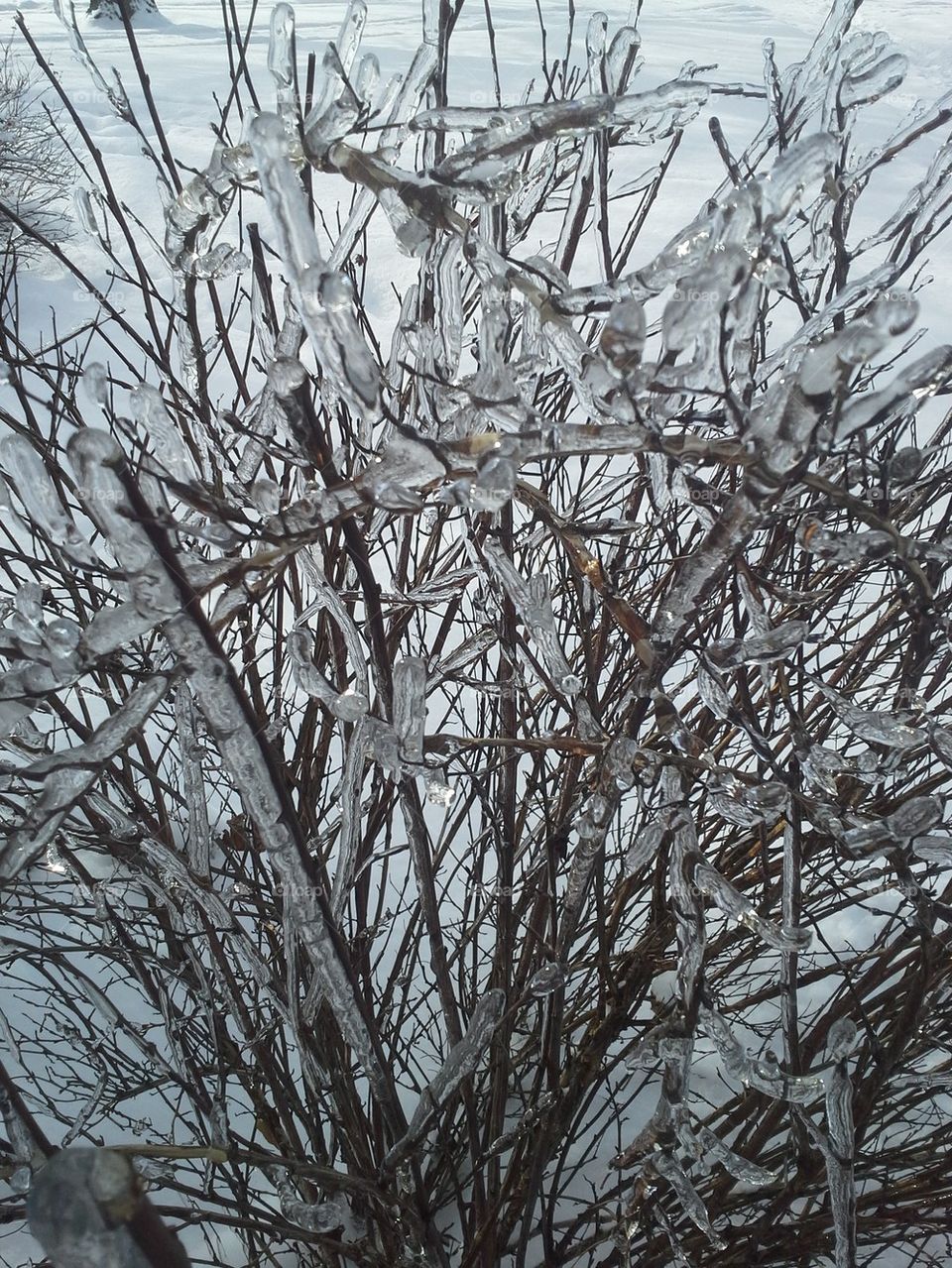 morning frost in Michigan