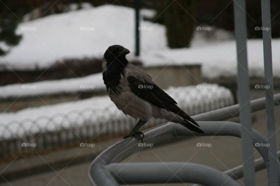 The crow sits on a metal fence